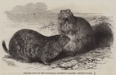 Präriehunde in den Gärten der Zoologischen Gesellschaft, Regent